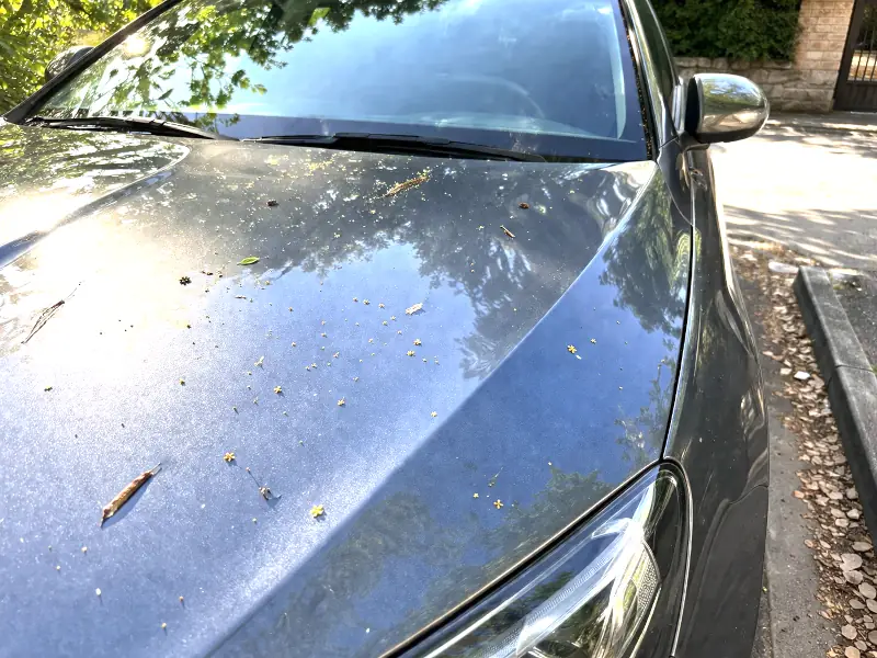 Voiture sous un arbre à Saumur