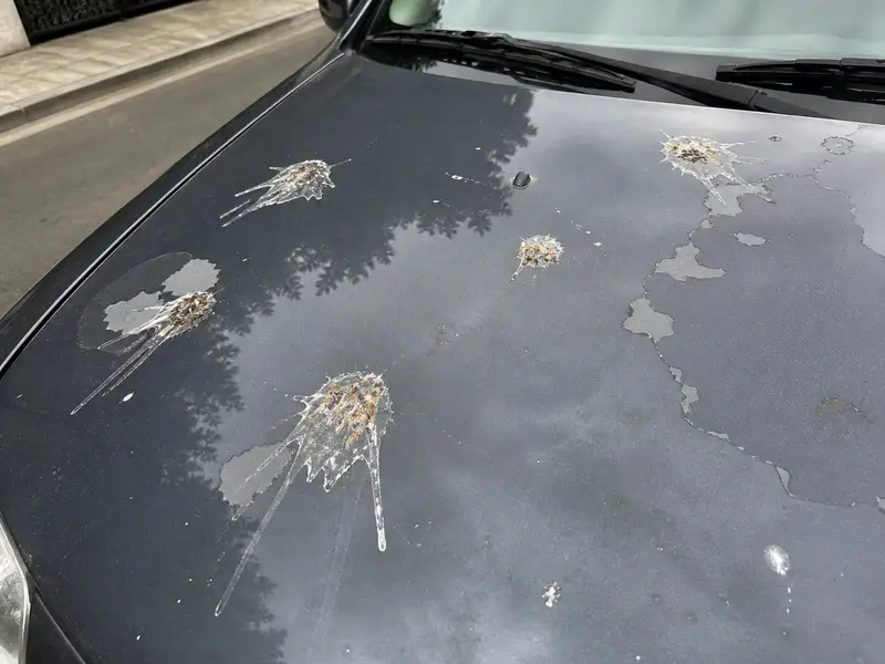 Dégâts du vernis causés par des fientes d’oiseaux sur une carrosserie
